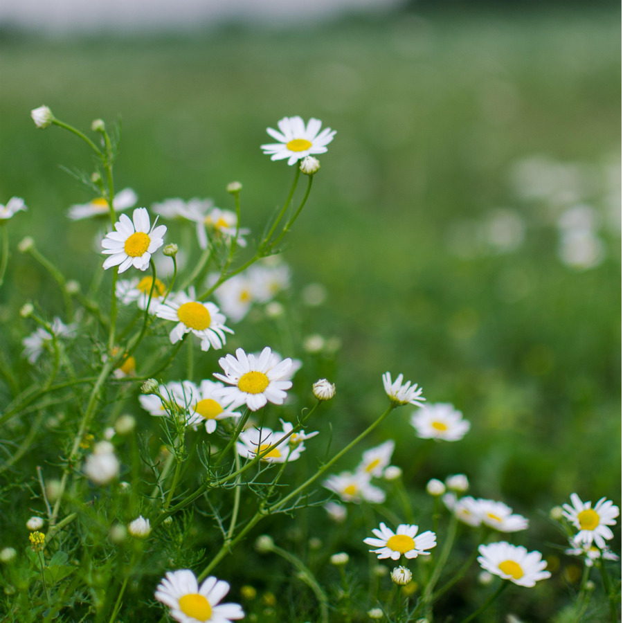 카모마일꽃